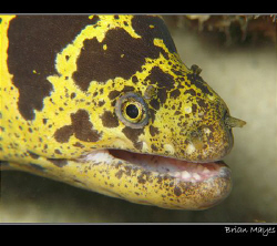 Chain Moray from Bonaire. I'm not sure if this moray has ... by Brian Mayes 